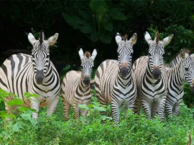 深圳野生動物園Call車
