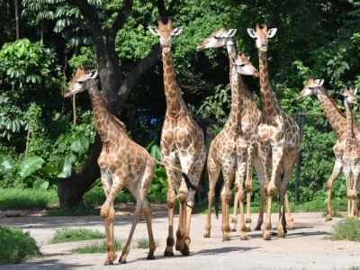 深圳野生動物園Call車